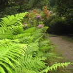 fot. Iwona Czech. Aleja rododendronów