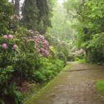 fot. Iwona Czech. Aleja rododendronów w Parku Zdrojowym