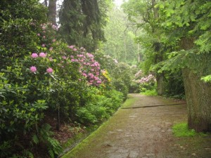 fot. Iwona Czech. Aleja rododendronów w Parku Zdrojowym