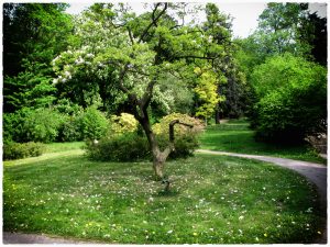 1. Piotr Miciuk - Kwitnący rododendron-plac przy restauracji Legenda 2012